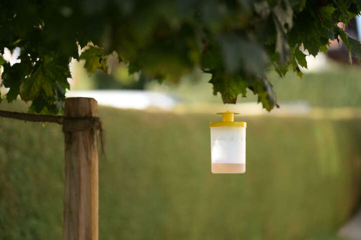 cit Fliegenfalle FlyCage3 mit Lockstoff